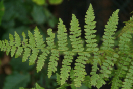 Athyrium filix-feminaWijfjesvaren bestellen